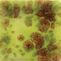 CG-717 PISTACHIO