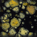 CG-798  BLACK IRIS  PINT