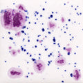 CG-1011 FROSTED BERRIES