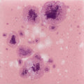 CG-1014 PINK PLUM
