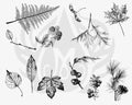 DSS0111 Botanical Leaves Silkscreen