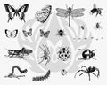 DSS0113 Bugs Silkscreen