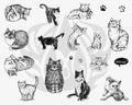 DSS0120 Cats Silkscreen