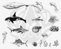 DSS0131 Sea Life 2 Silkscreen